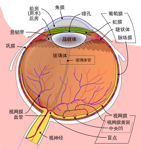 簡單:owaf-n2w3qq= 眼睛|已說明的眼睛構造 